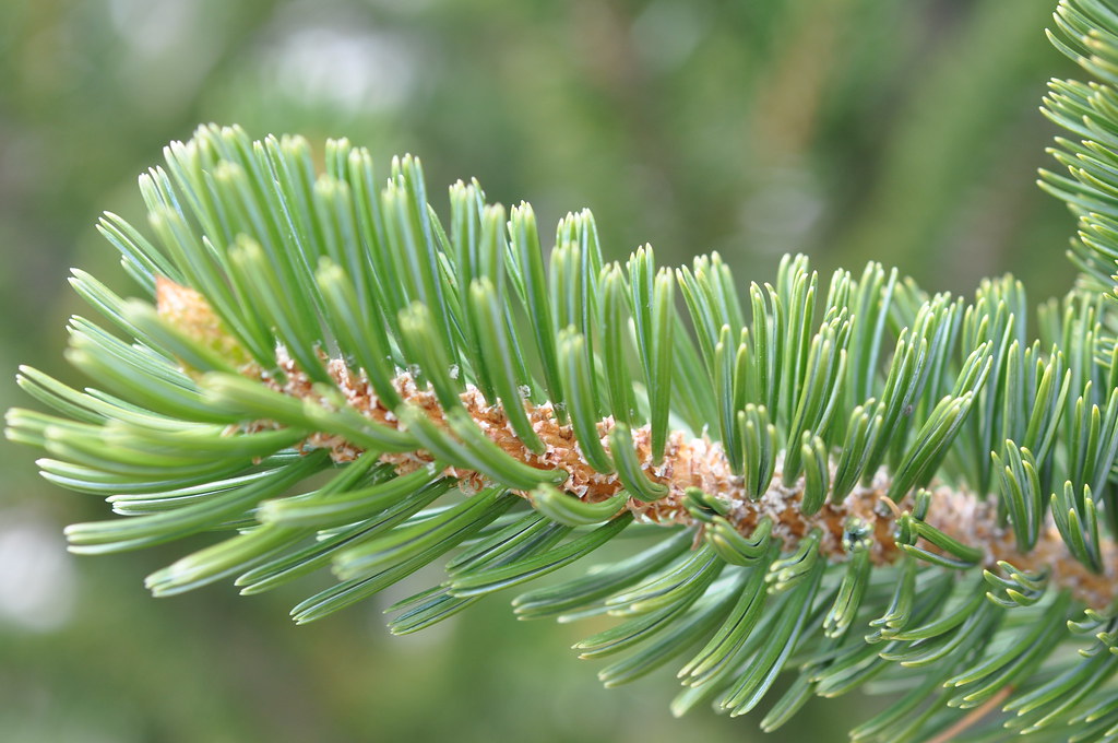 bristlecone pine needles