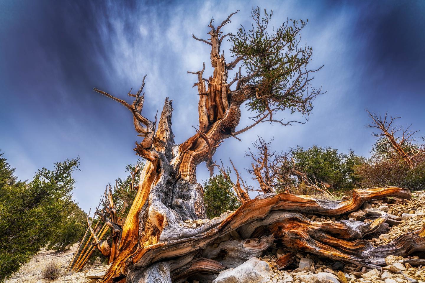 ancient bristlecone pine