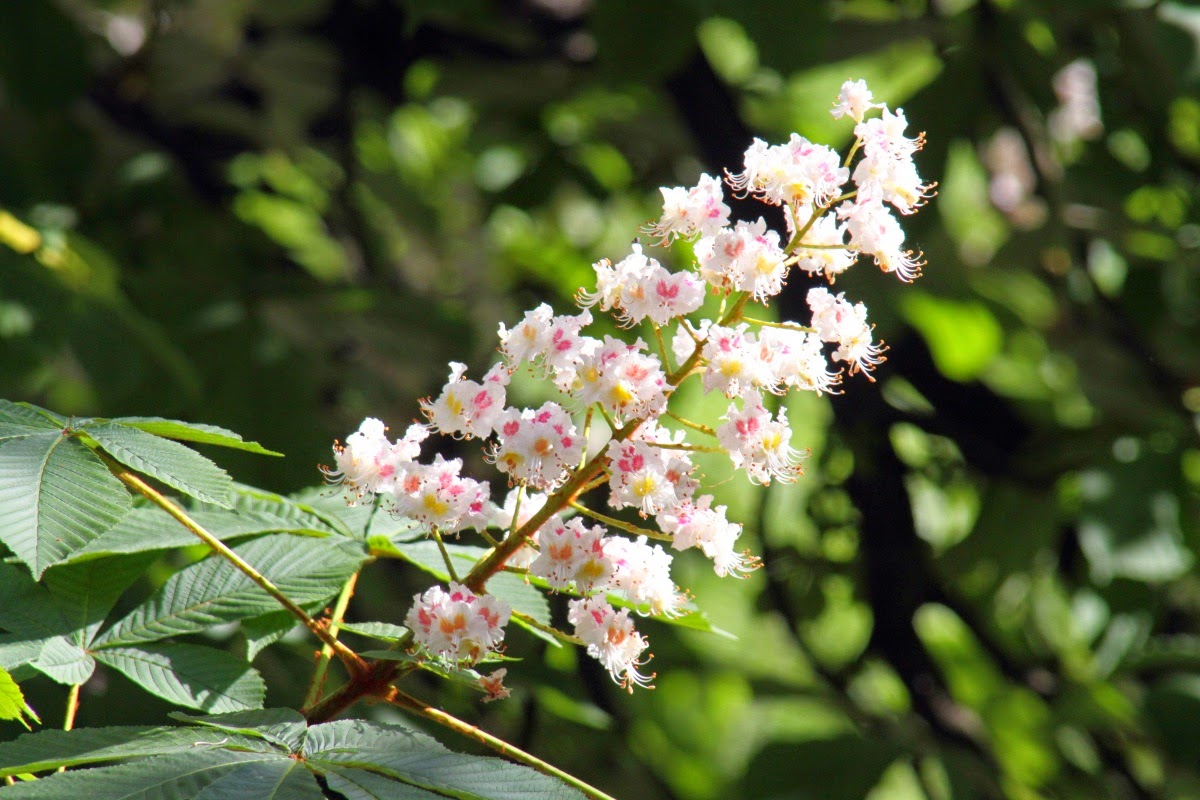 chestnut flower