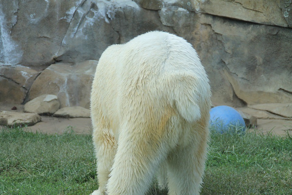 do polar bears have tails?