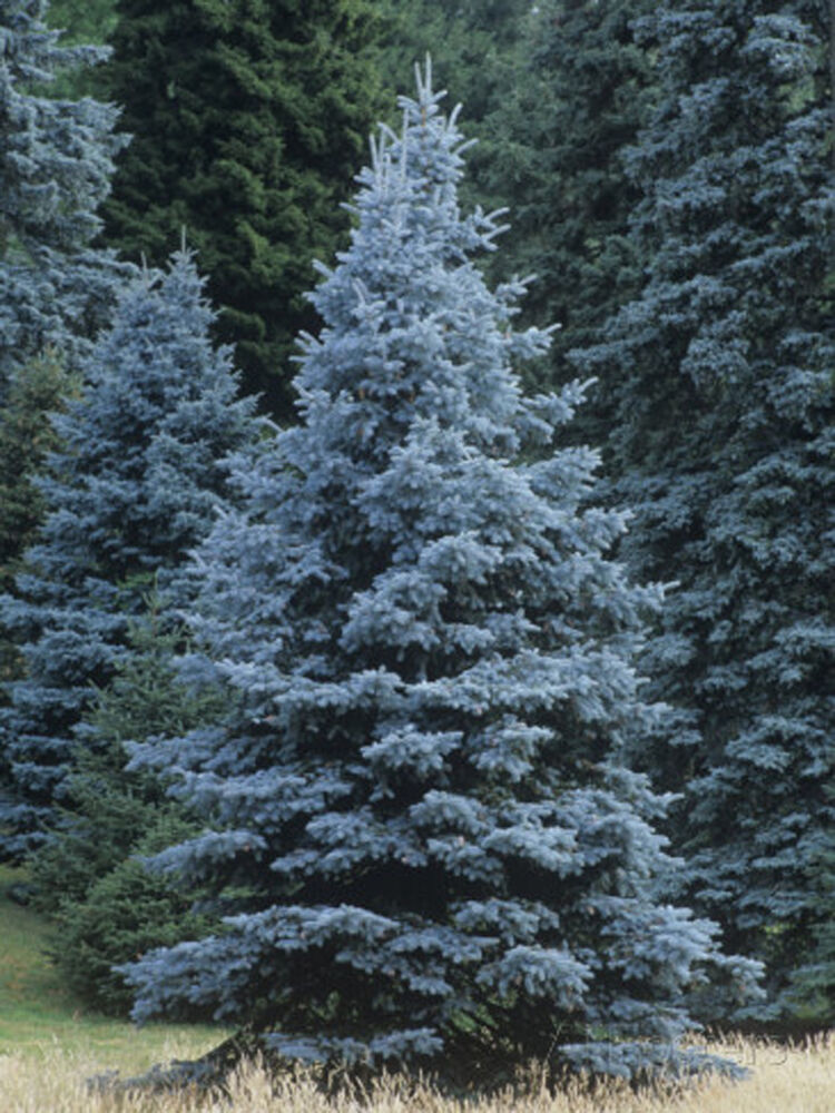 blue spruce